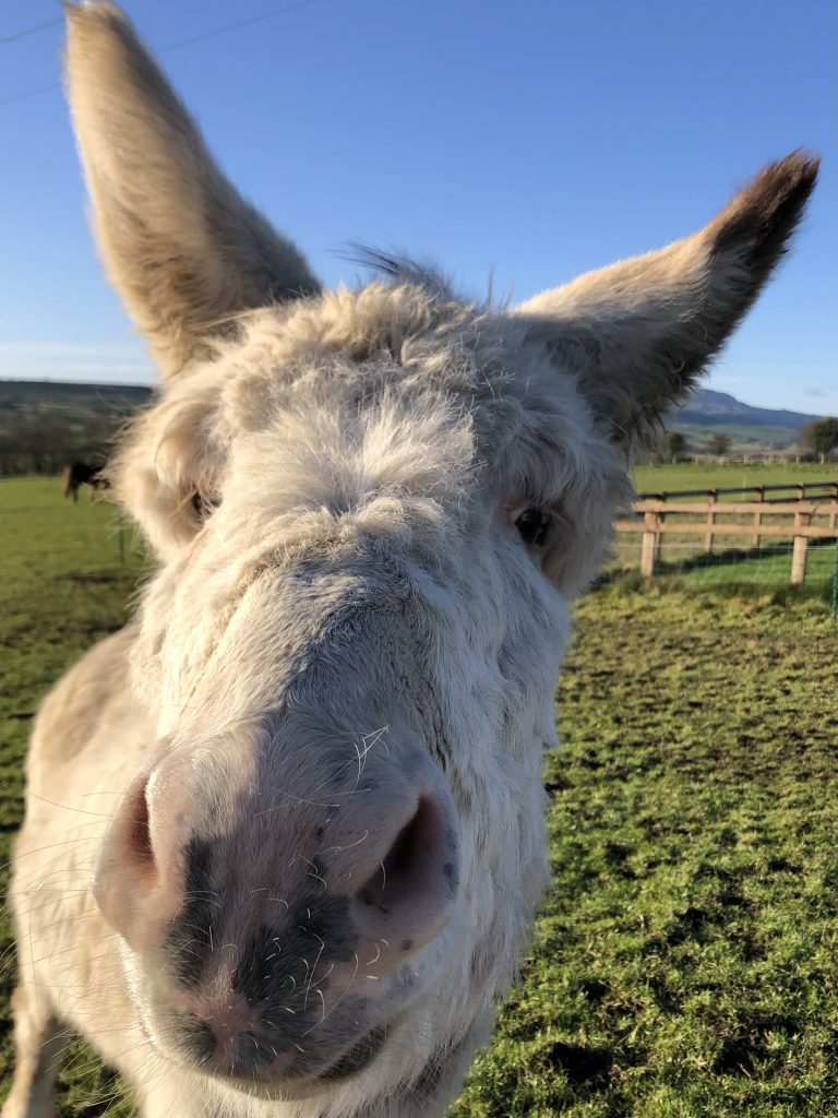 Caravan Park Yorkshire Dales, Caravan Park Wensleydale, Caravan Park Leyburn. England, UK.
