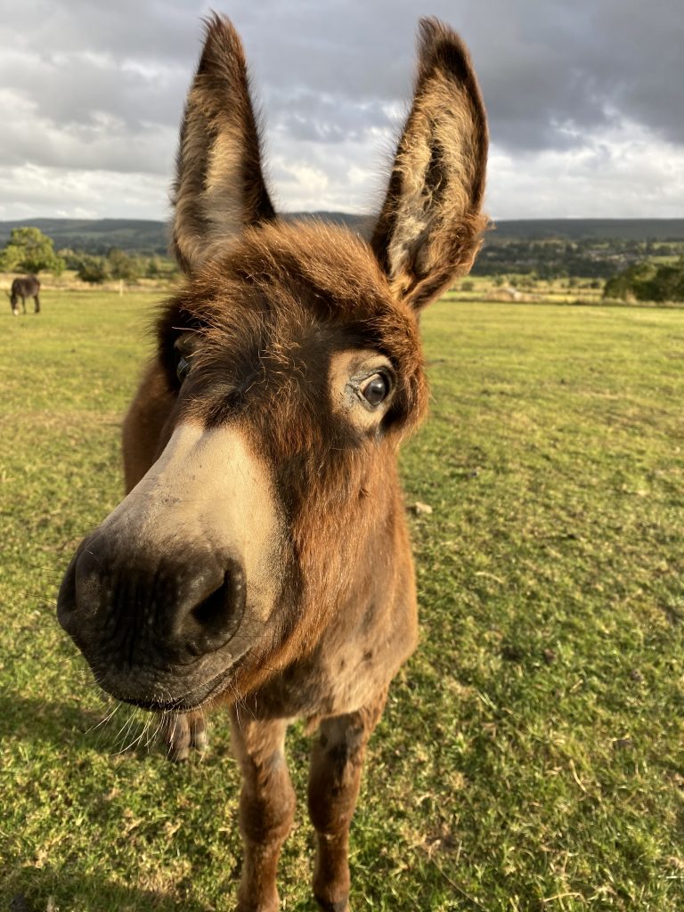 Caravan Park Yorkshire Dales, Caravan Park Wensleydale, Caravan Park Leyburn. England, UK.