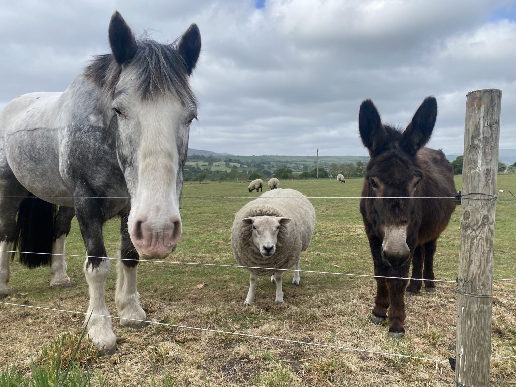 Caravan Park Yorkshire Dales, Caravan Park Wensleydale, Caravan Park Leyburn. England, UK.